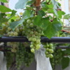 Thumbnail of related posts 104