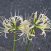 Thumbnail of related posts 109