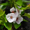 Thumbnail of related posts 152