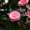 Thumbnail of related posts 012