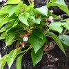Thumbnail of related posts 139