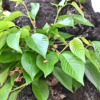 Thumbnail of related posts 051