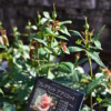 Thumbnail of related posts 153