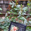 Thumbnail of related posts 057