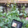 Thumbnail of related posts 145