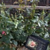 Thumbnail of related posts 023