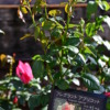 Thumbnail of related posts 120