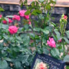 Thumbnail of related posts 024
