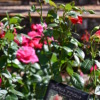 Thumbnail of related posts 143