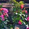 Thumbnail of related posts 068