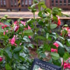 Thumbnail of related posts 027