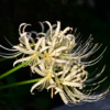 Thumbnail of related posts 131